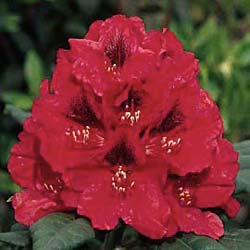 Rododendro rojo 'Lord Roberts'